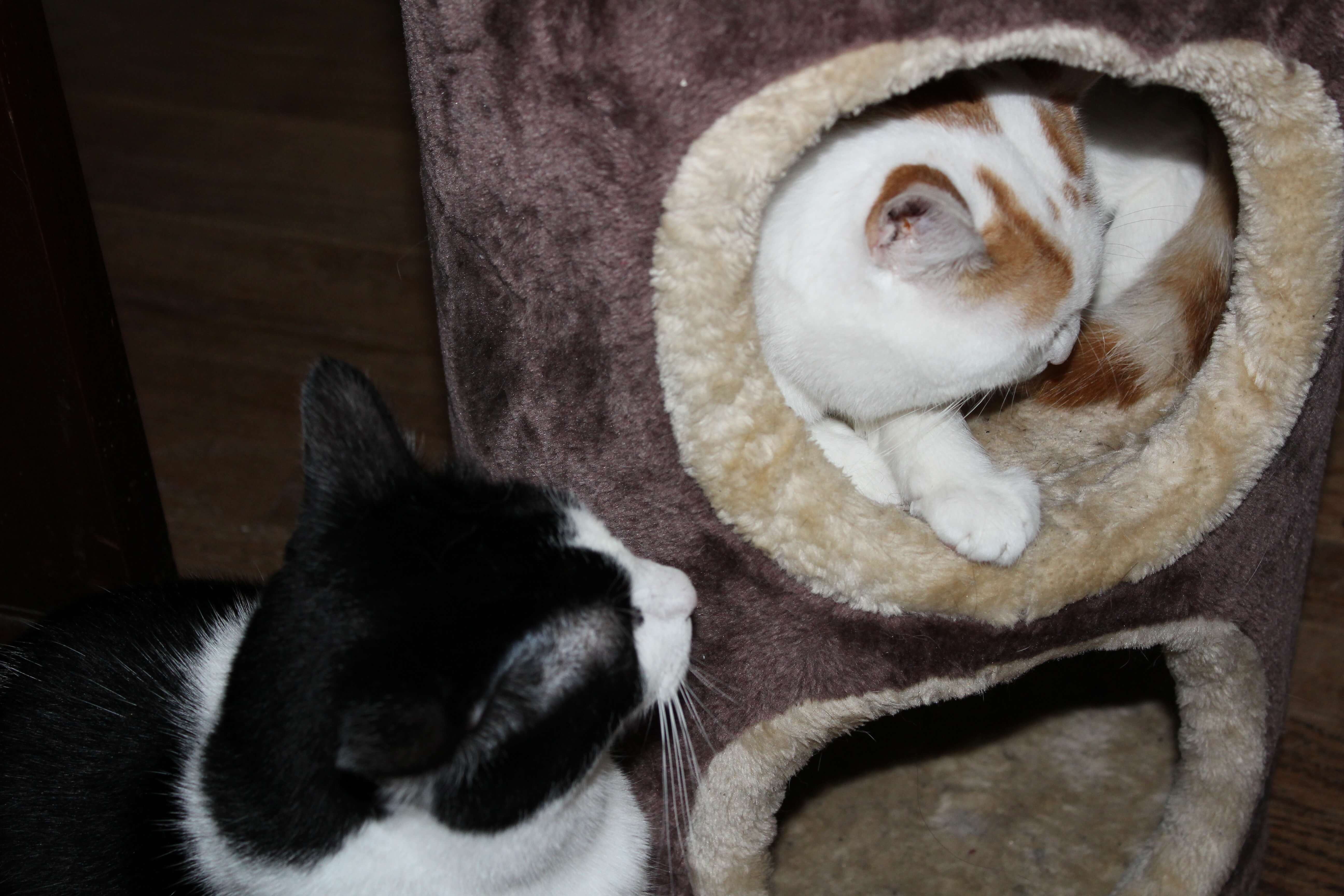 Taz and Winnie explore the cat condo with encouragement from catnip spray.